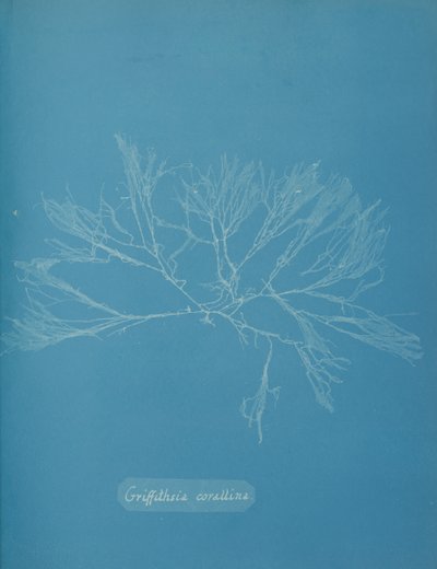 Coral Griffithsia, ca. 1853. od Anna Atkins