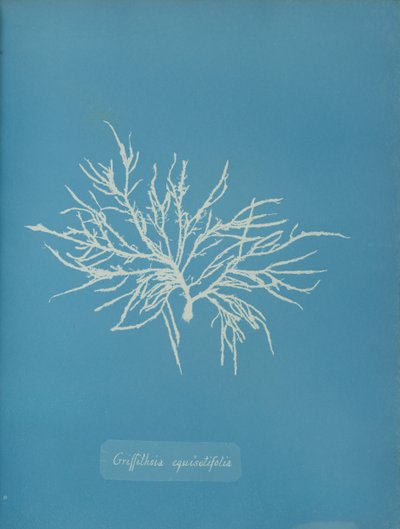 Griffithsia equisetifolia, ca. 1853. od Anna Atkins