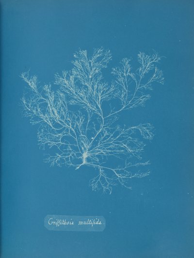 Griffithsia multifida, ca. 1853. od Anna Atkins