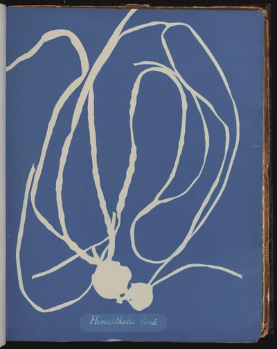 Himanthalia lorea z Photographs of British Algæ (kyanotypie) od Anna Atkins