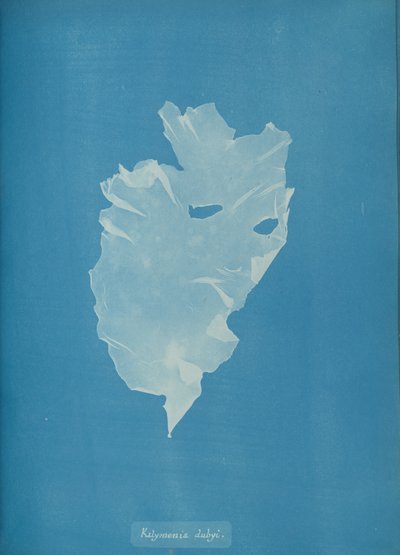 Kalymenia dubyi, ca. 1853. od Anna Atkins