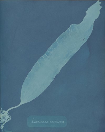 Laminaria saccharina, ca. 1853. od Anna Atkins