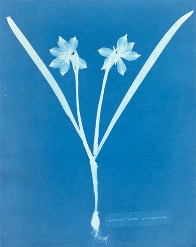 Leucojam Varium od Anny Atkinsové od Anna Atkins