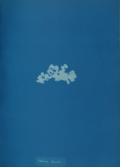 Padina deusta, ca. 1853. od Anna Atkins