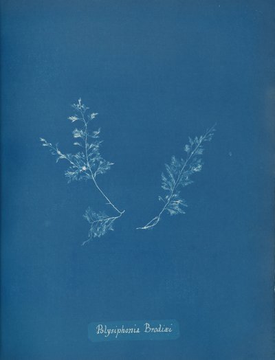 Brodieho Polysiphonia, ca. 1853 od Anna Atkins