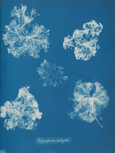 Polysiphonia fastigiata, cca. 1853. od Anna Atkins