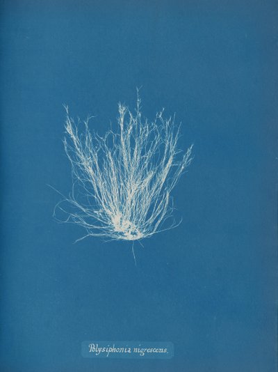 Polysiphonia nigrescens, ca. 1853 od Anna Atkins