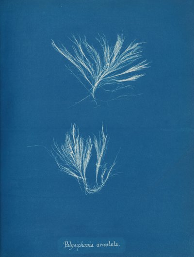 Polysiphonia urceolata, ca. 1853. od Anna Atkins