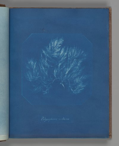 Polysiphonia violacea od Anna Atkins