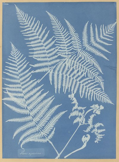 Pteris aquilina od Anna Atkins