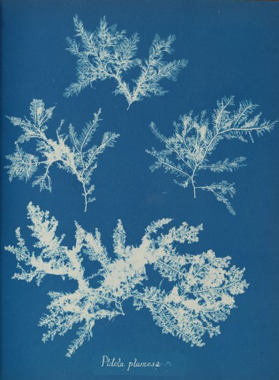 Ptilota plumosa, ca. 1853. od Anna Atkins