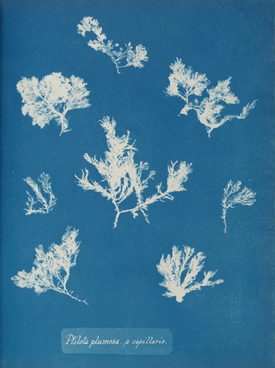 Ptilota plumosa. ß kapiláry, cca. 1853. od Anna Atkins