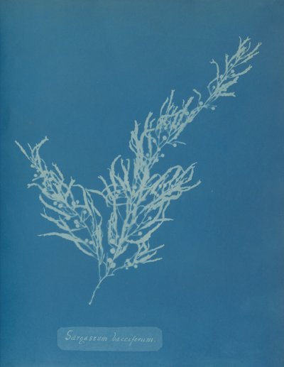 Sargassum bacciferum, ca. 1853. od Anna Atkins