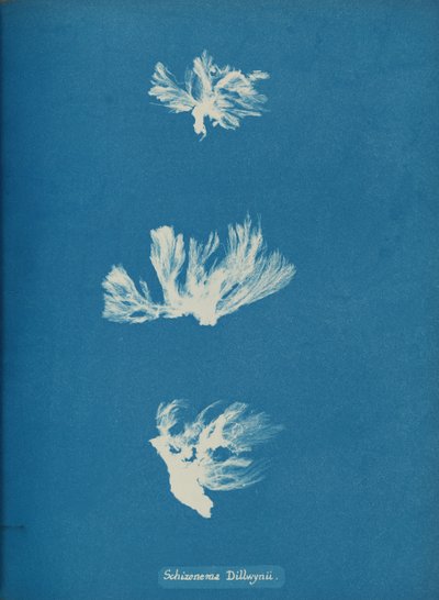 Schizonema Dillwynii, ca. 1853. od Anna Atkins