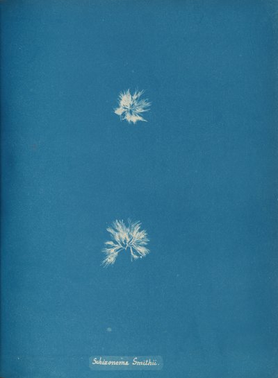 Schizonema Smithii, ca. 1853. od Anna Atkins
