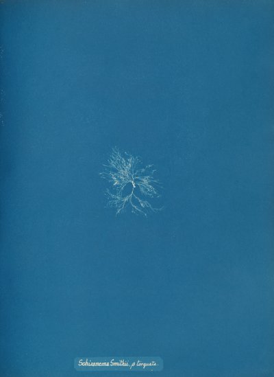 Schizonema Smithii, ß torqata, ca. 1853. od Anna Atkins