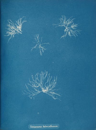 Schizonema helminthosum, ca. 1853. od Anna Atkins