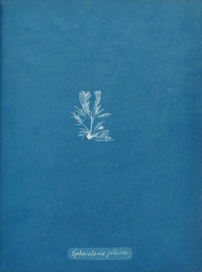 Sphacelaria filicina, ca. 1853. od Anna Atkins