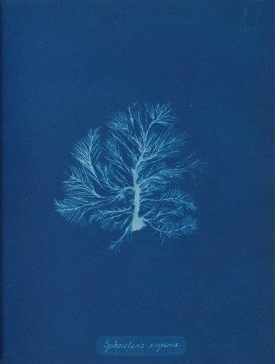 Sphacelaria scoparia, ca. 1853. od Anna Atkins