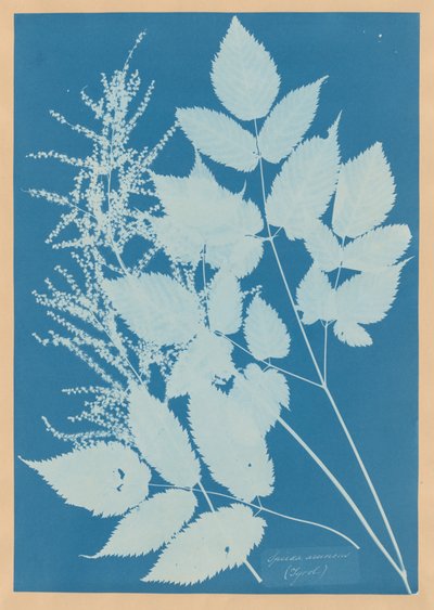  od Anna Atkins