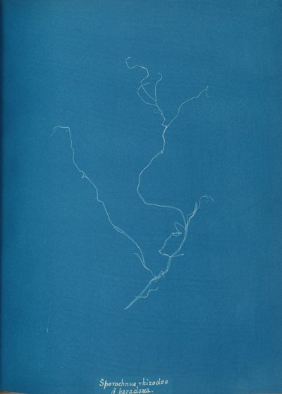 Sporochnius rhizodes ß paracloxa, ca. 1853. od Anna Atkins