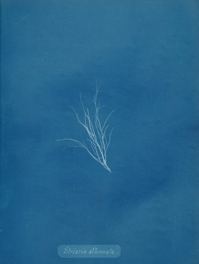 Striaria oslabená, ca. 1853. od Anna Atkins