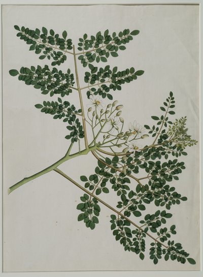 Moringa oleifera, nazývaná také křen, nebo palička (akvarel na papíře) od Anna Maria Jones