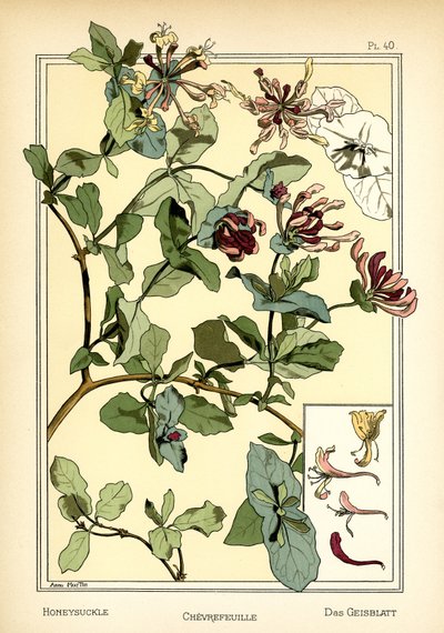 Zimolez od Anna Martin
