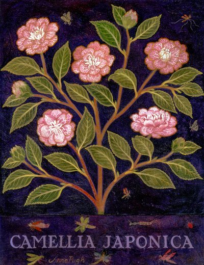 Camellia od Anna Pugh