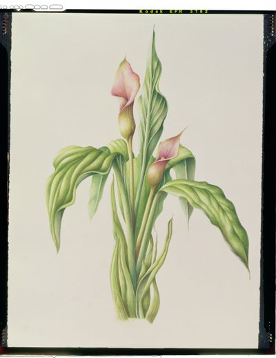 Carla Lily, 2000 (wc na papíře) od Annabel Barrett