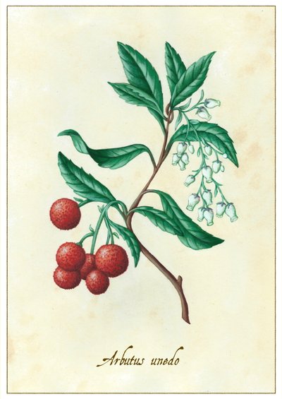 Arbutus unedo, 2015 (kvaš) od Annalisa Morrocco