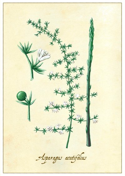 Asparagus acutifolius, 2015 (kvaš) od Annalisa Morrocco