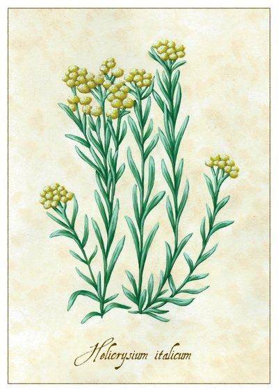 Helicrysium italicum, 2015 (kvaš) od Annalisa Morrocco