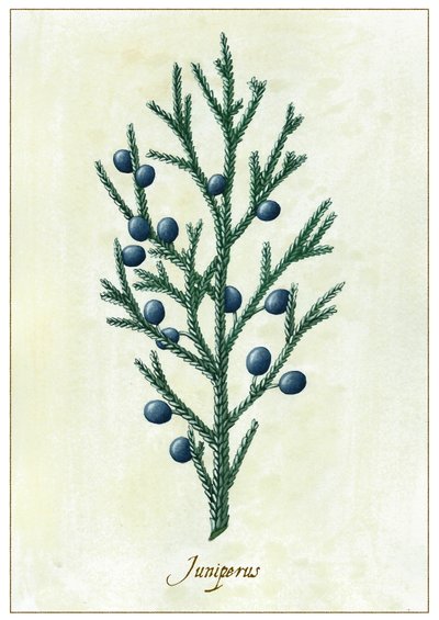 Juniperus, 2015 (kvaš) od Annalisa Morrocco