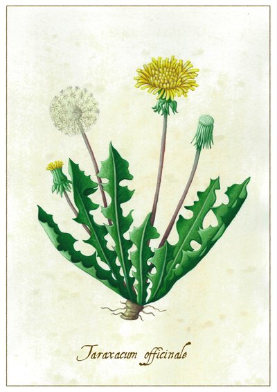 Taraxacum officinale, 2015 (kvaš) od Annalisa Morrocco