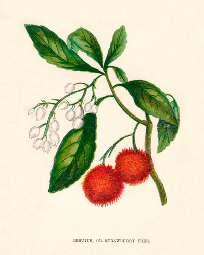 Arbutus neboli jahodový strom, c1891, 1891 od Anne Pratt