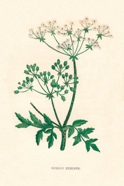 Jedlice obecná, c1891, 1891 od Anne Pratt