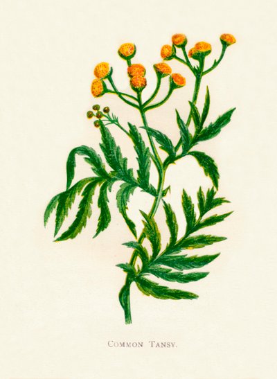 Tansy obecná, c1891, 1891 od Anne Pratt