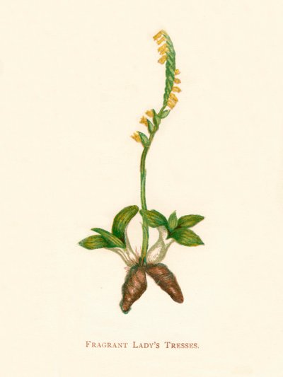 Vonné Ladys Tresses, c1891, 1891 od Anne Pratt