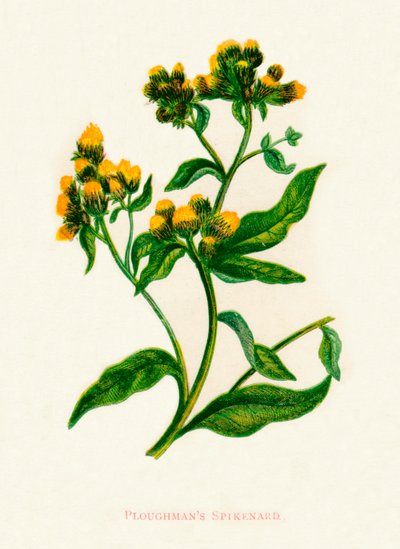 Ploughmans Spikenard, c1891, 1891 od Anne Pratt