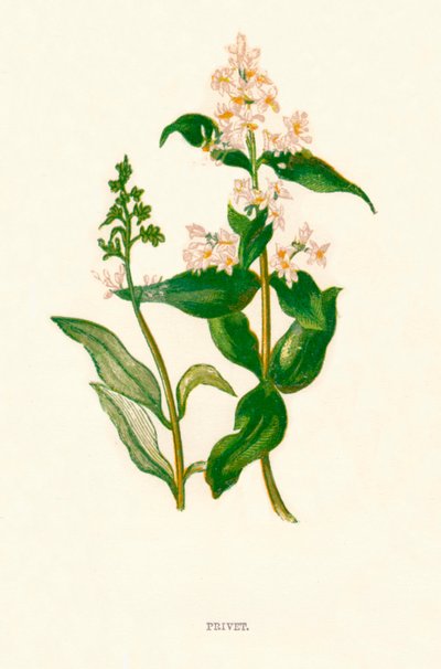 Ahoj k1891, 1891 od Anne Pratt