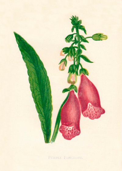 Purple Foxglove, c1891, 1891. od Anne Pratt