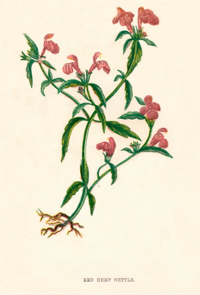 Červená konopná kopřiva, c1891, 1891 od Anne Pratt