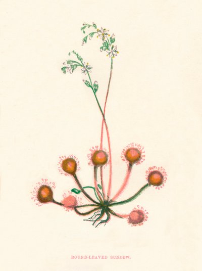 Rosnatka okrouhlolistá, c1891, 1891 od Anne Pratt