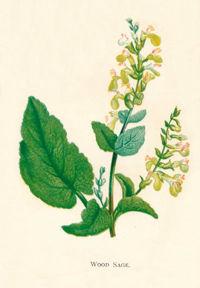 Wood Sage, c1891, 1891 od Anne Pratt