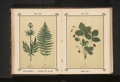 Bosaardbei Fragaria vesca L. (název na objektu) od Anonymous