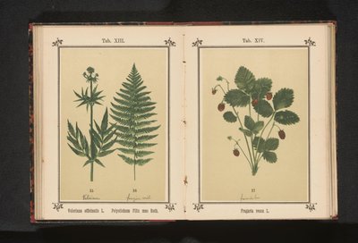 Pravý kozlík lékařský a větev samčí kapradiny Valeriana officinalis L. Polystichum Filix mas Roth (název na objektu) od Anonymous