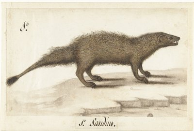 Egyptský ichneumon Herpestes ichneumon / Sandino / Mongoose egyptská (název na objektu) Lombardské album (název série) od Anonymous