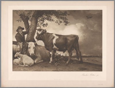 Fotoreprodukce obrazu Býk od Pauluse Pottera, kol. Mauritshuis 1904 – č.p. 54. / Konigl. Muzeum v Haagu (název série) od Anonymous