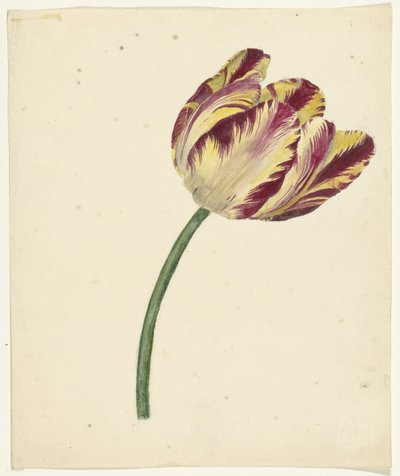 Žluto-červený tulipán od Anonymous
